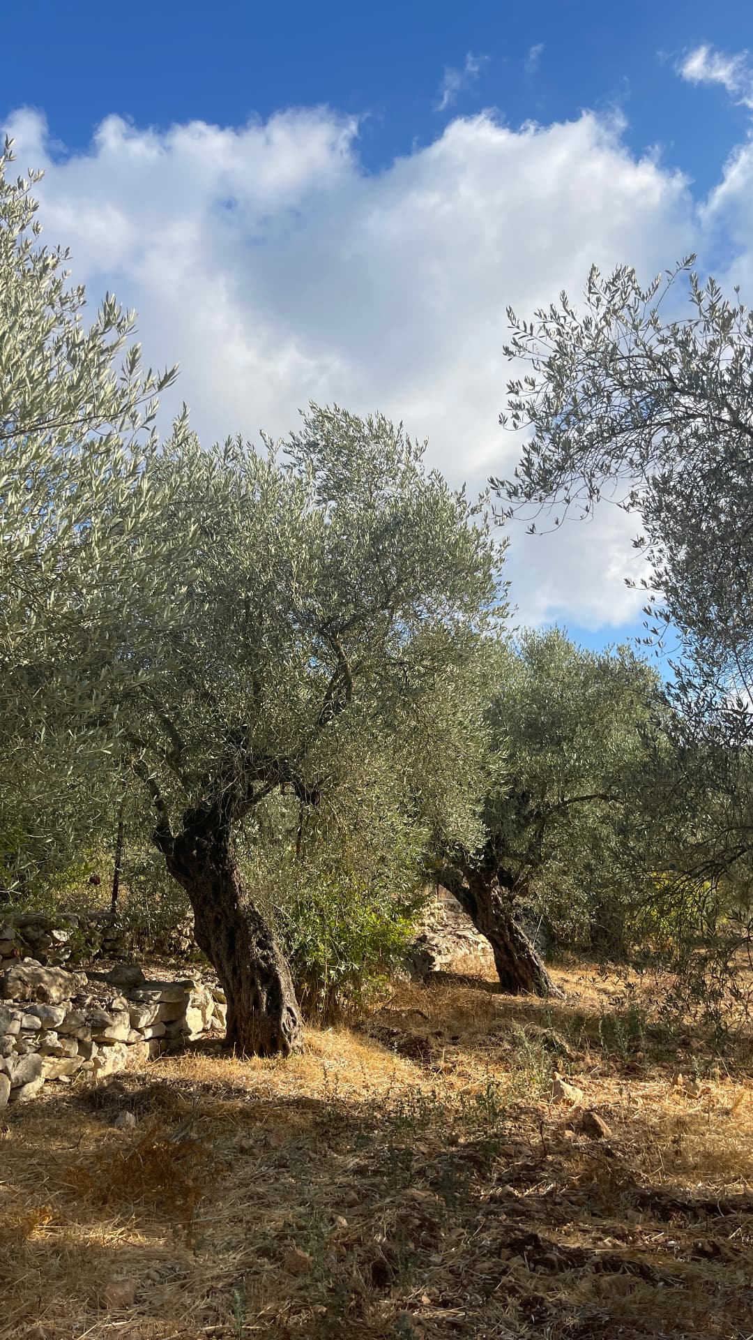 Terraced olive groves on a hillside in south Lebanon